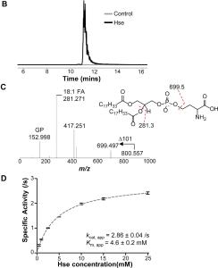 Endogenous formation of phosphatidylhomoserine in Escherichia coli through phosphatidylserine synthase